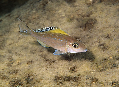 Xenotilapia spilopterus 'Mabilibili'